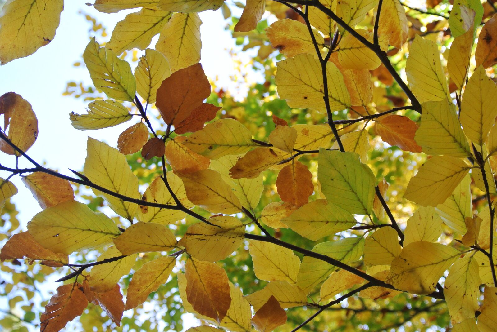 Nikon 1 Nikkor VR 10-30mm F3.5-5.6 sample photo. Autumn, leaves, color photography