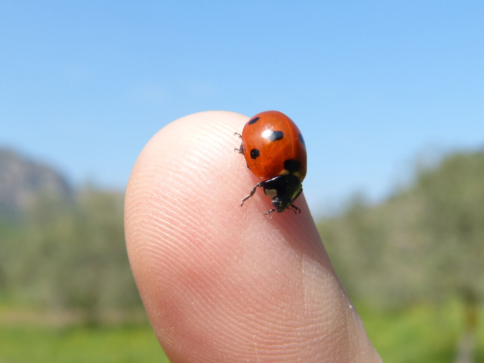 Panasonic DMC-FZ62 sample photo. Ladybug, marieta, insect photography