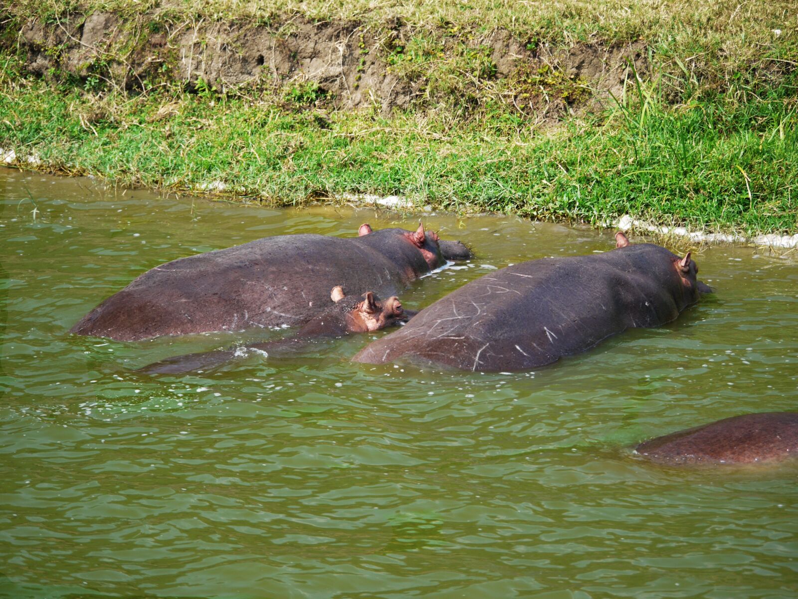 Panasonic Lumix DMC-G1 sample photo. Hippos, watering hole, animals photography