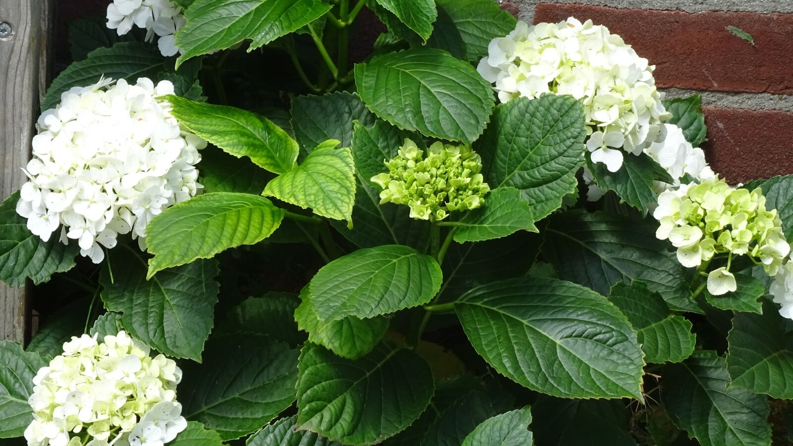 Sony DSC-HX60 sample photo. Hydrangea, flower, garden photography