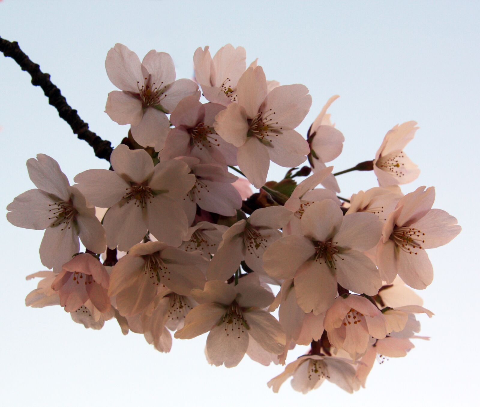 Canon EOS 450D (EOS Rebel XSi / EOS Kiss X2) sample photo. Flowers, apple, spring photography