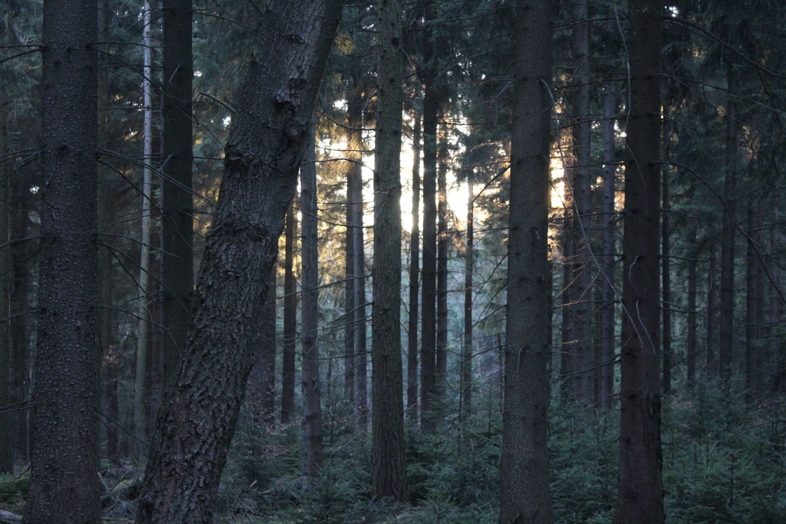 Canon EOS 1300D (EOS Rebel T6 / EOS Kiss X80) sample photo. Forest, mystical, sun photography