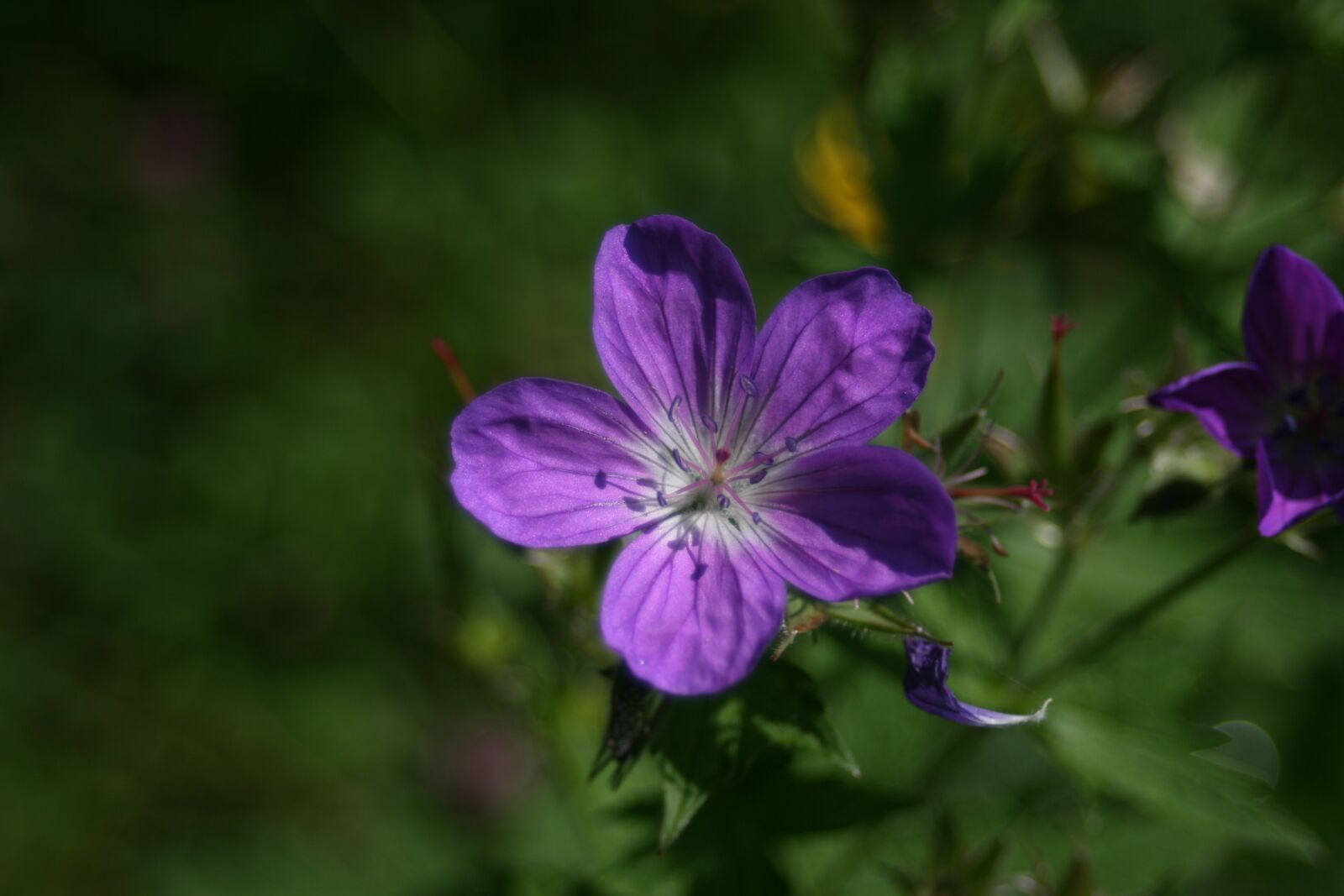 Canon EOS 400D (EOS Digital Rebel XTi / EOS Kiss Digital X) sample photo. Flower, purple, blossom photography