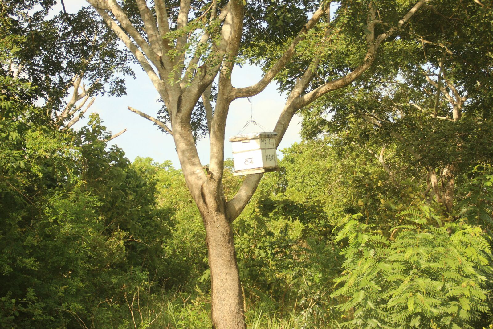 Canon EOS 600D (Rebel EOS T3i / EOS Kiss X5) sample photo. Africa, beekeeping, bee photography