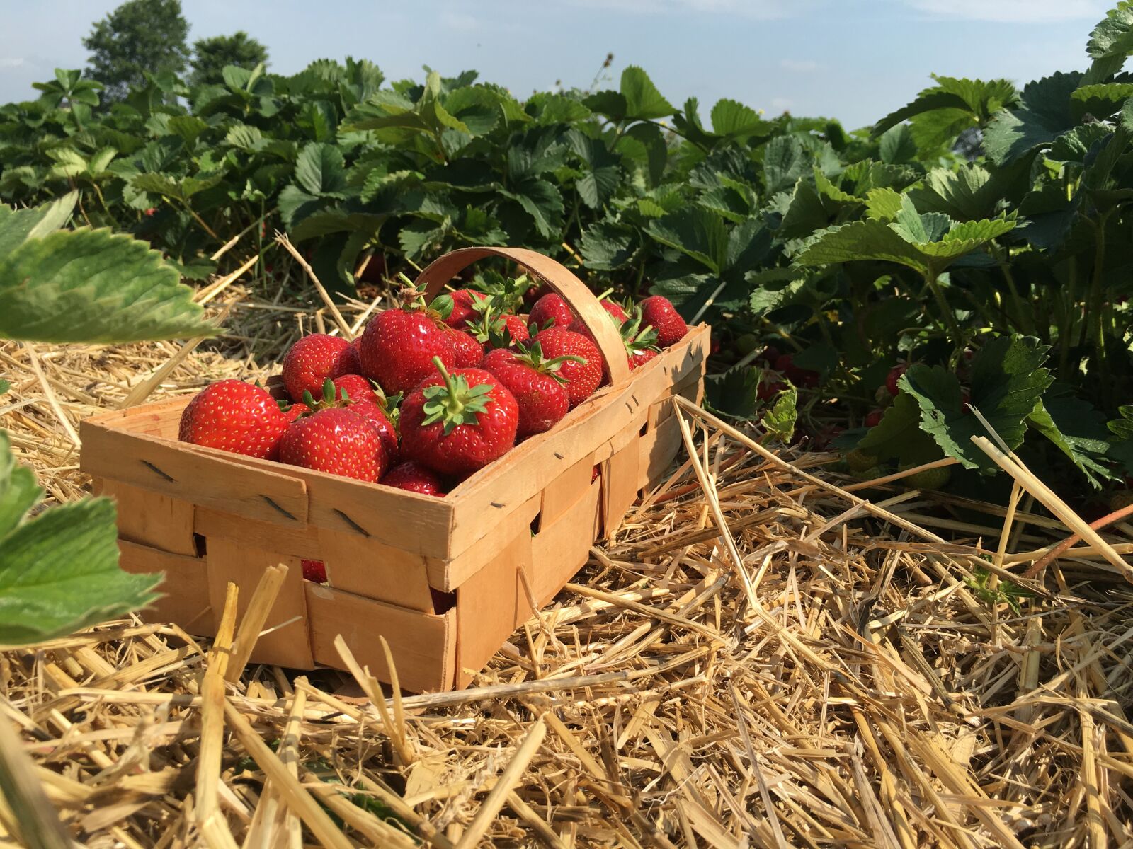Apple iPhone 6s sample photo. Strawberries, straw, berries photography
