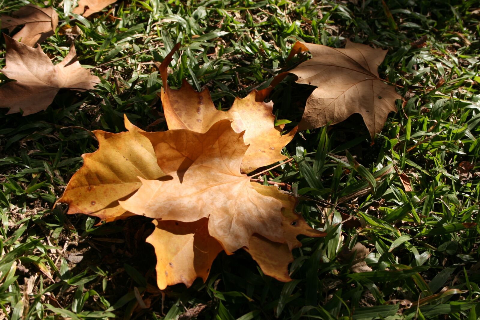 Canon EOS 400D (EOS Digital Rebel XTi / EOS Kiss Digital X) sample photo. Leaves, dried, garden photography