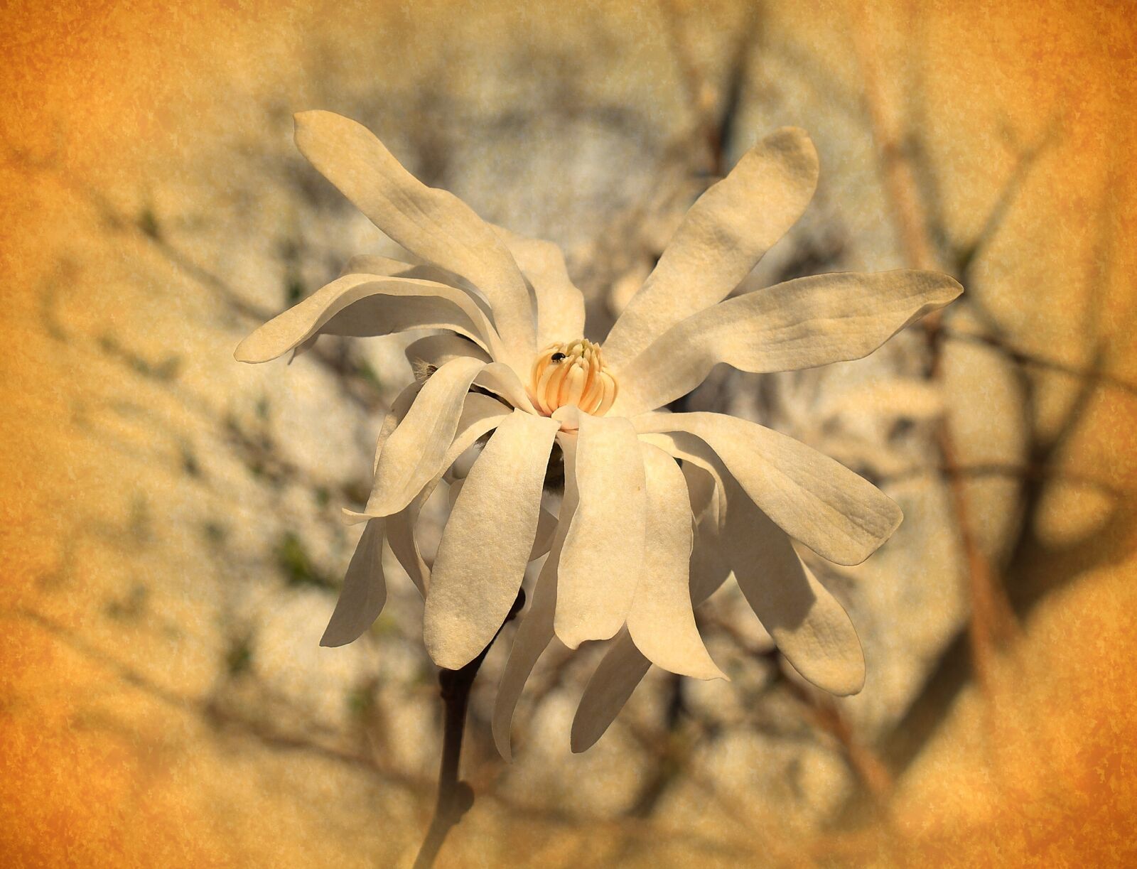 Nikon D3300 sample photo. Vintage star magnolia, filter photography