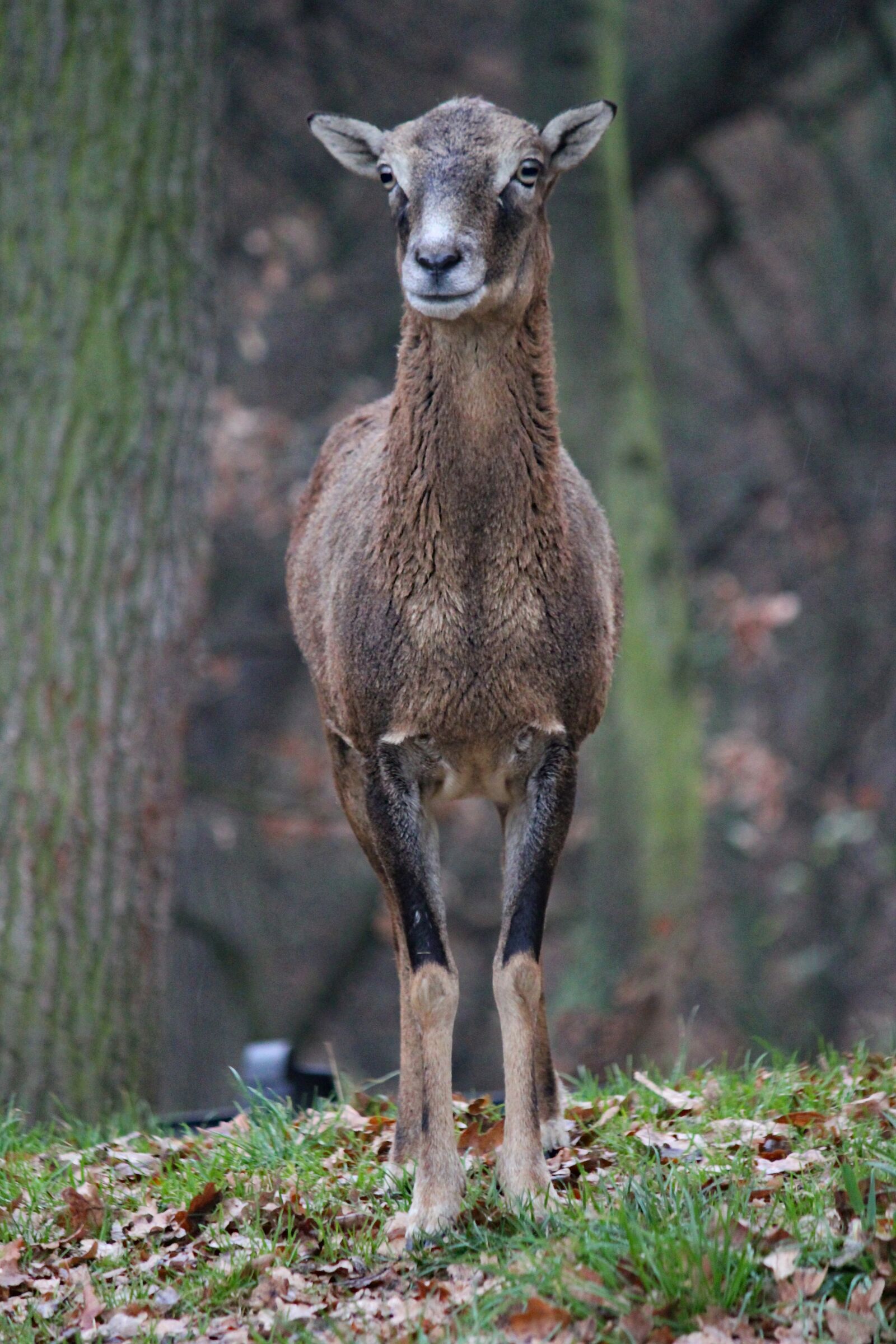 Canon EOS 550D (EOS Rebel T2i / EOS Kiss X4) sample photo. Muflon, sheep, wild photography