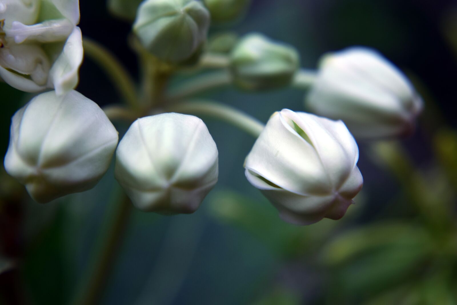 Nikon D5300 sample photo. Buds, flower, white photography
