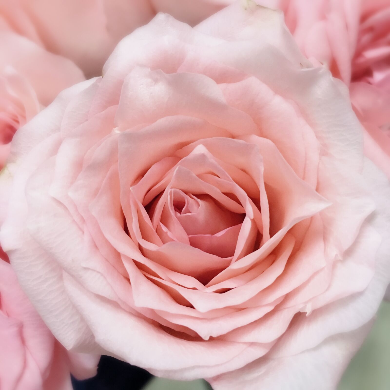 Apple iPhone 6s sample photo. Rose, pink roses, only photography