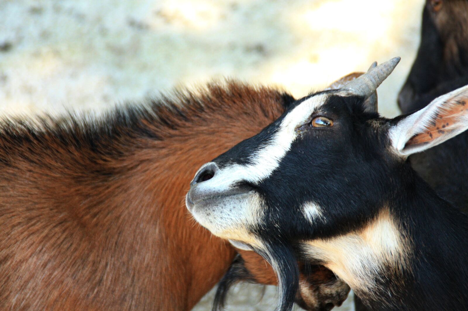 Canon EOS 450D (EOS Rebel XSi / EOS Kiss X2) sample photo. Goat, horns, domestic goat photography
