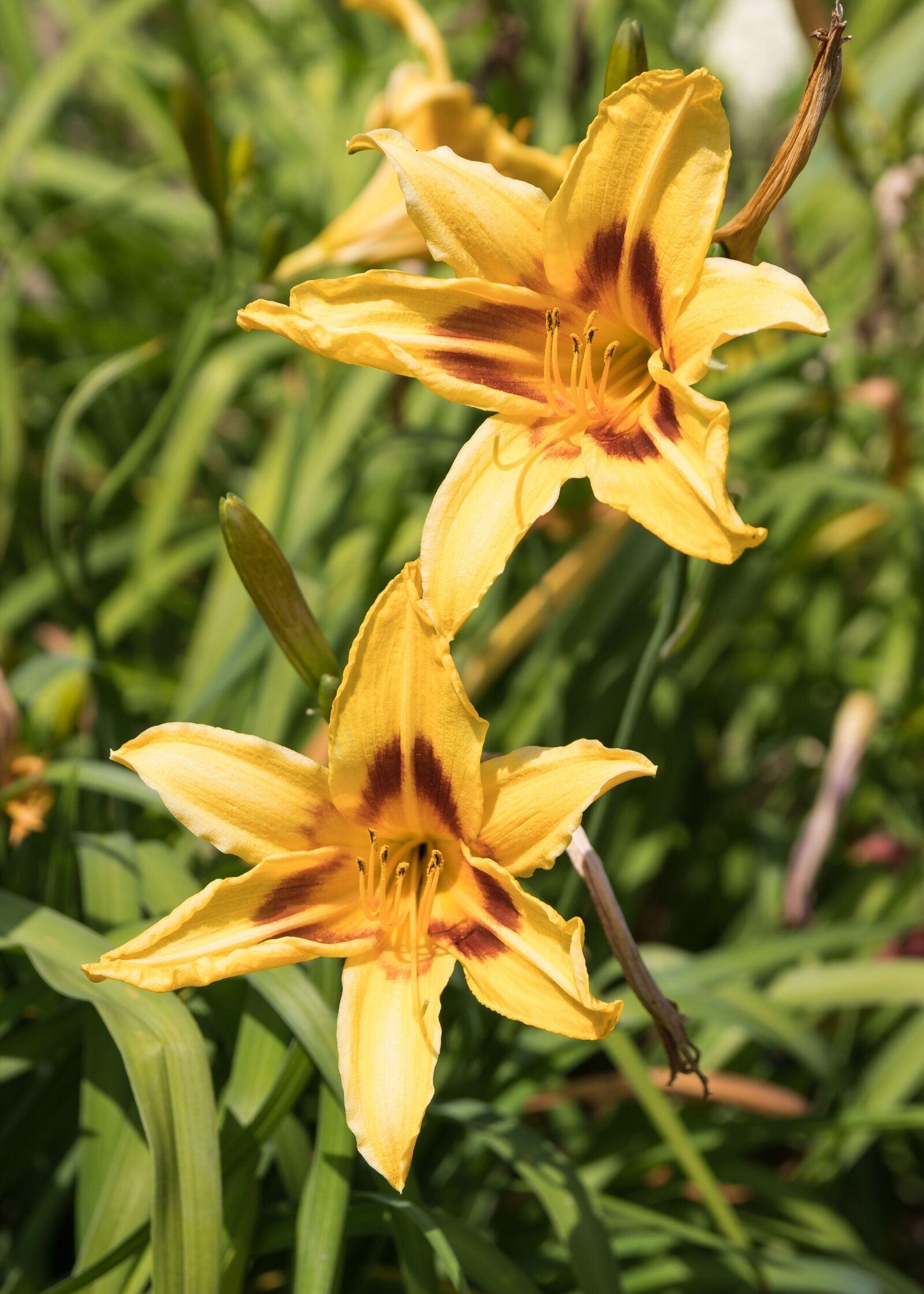 Sigma 17-50mm F2.8 EX DC HSM sample photo. Nature, flower, summer photography