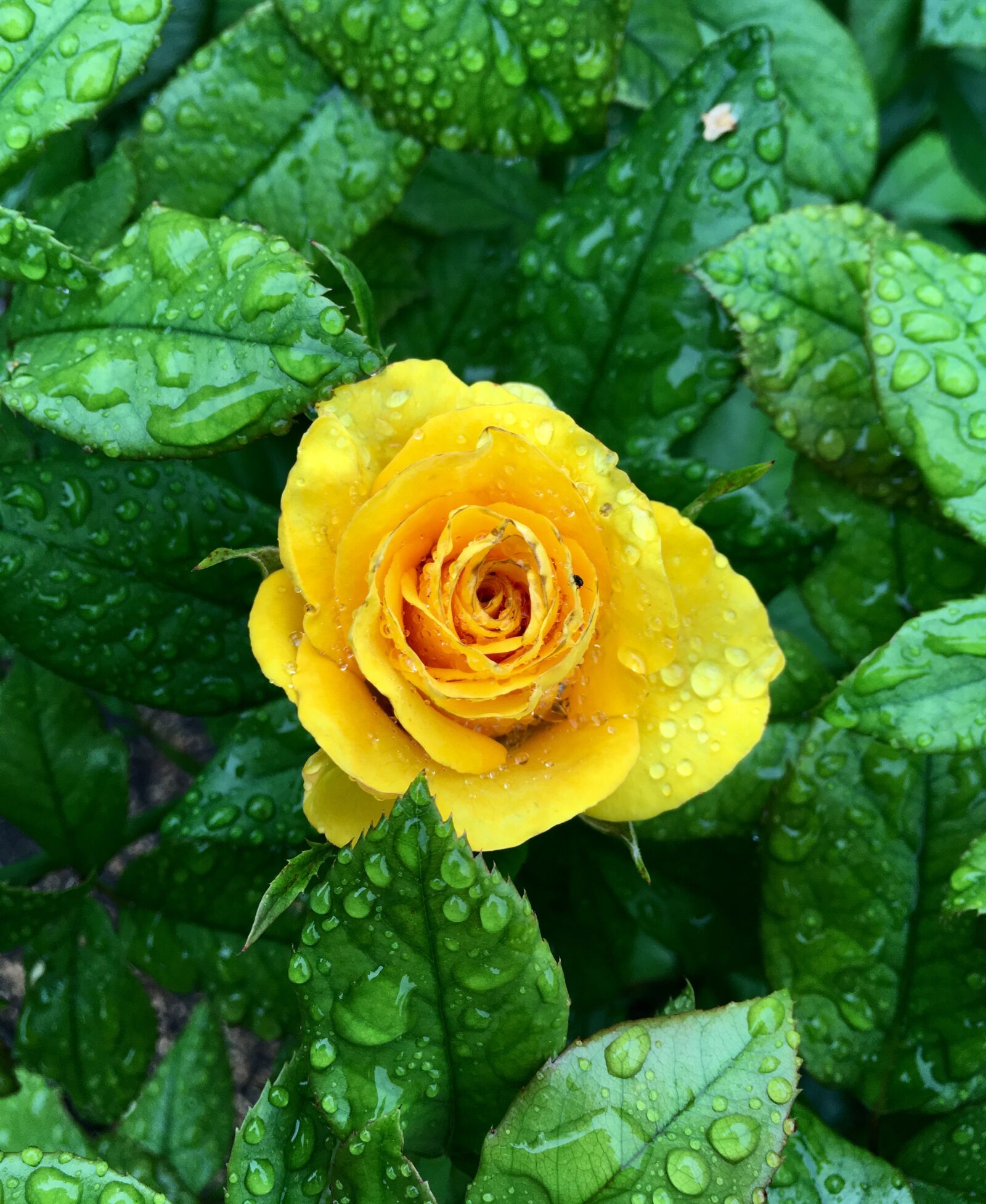 Apple iPhone SE sample photo. Rose, yellow, garden photography