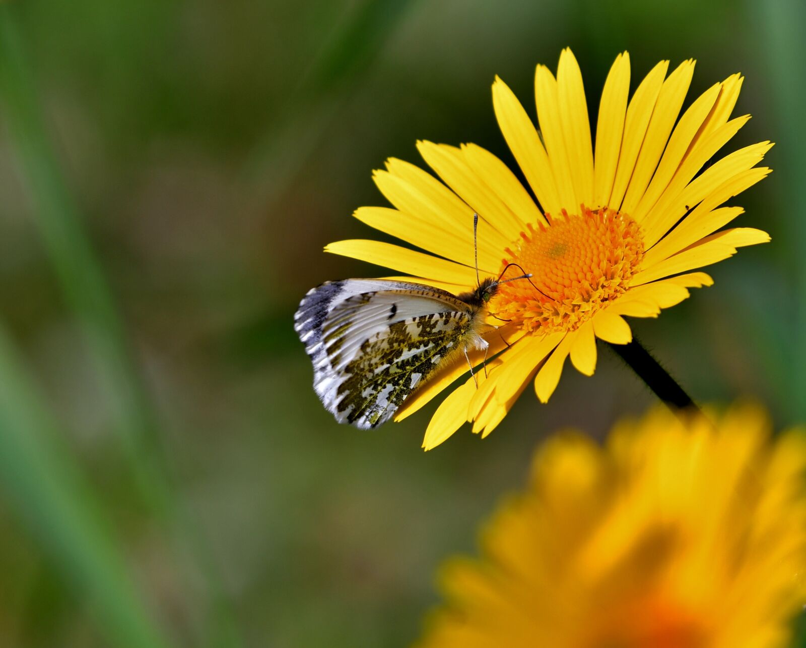 Nikon D500 sample photo. Butterfly, bug, wing photography