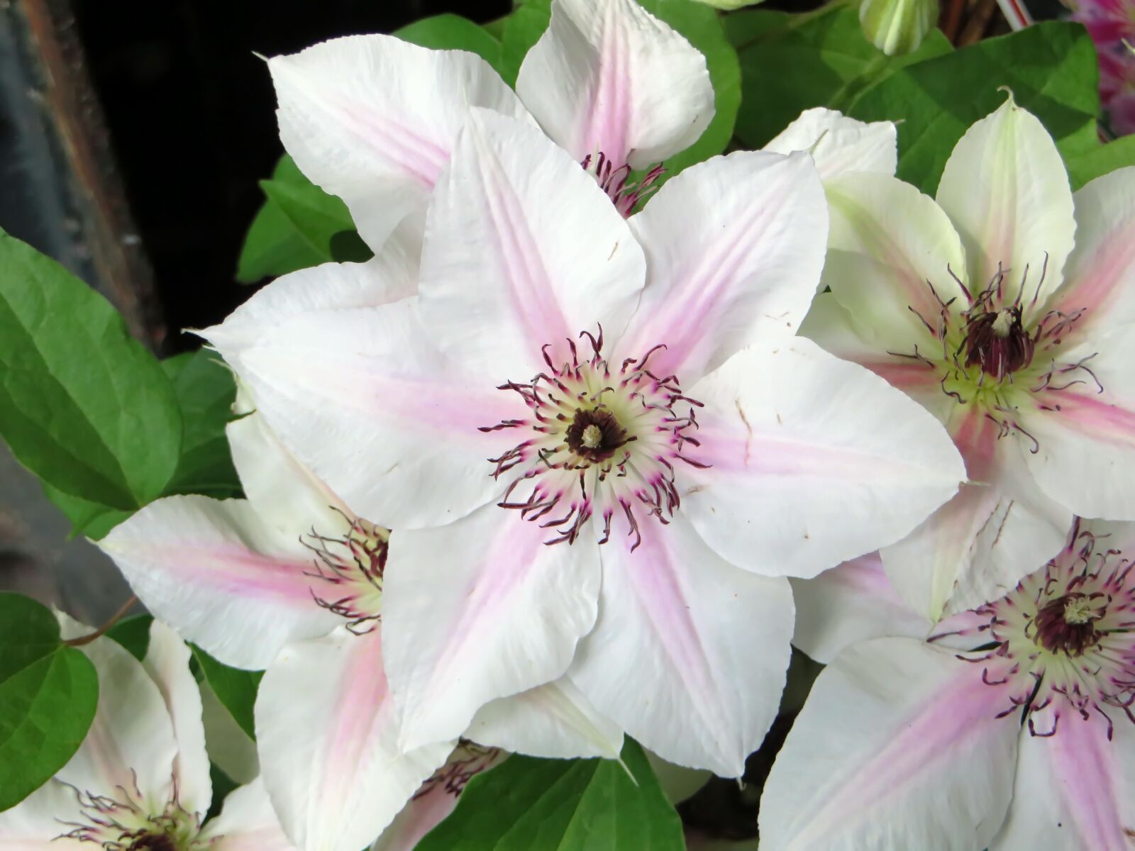Canon PowerShot SX270 HS sample photo. Clematis, renonculacée, flower photography
