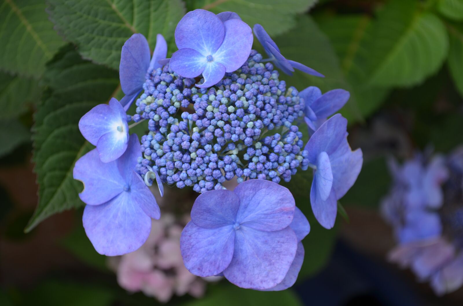Nikon D5100 sample photo. Hydrangea, flowers, purple photography