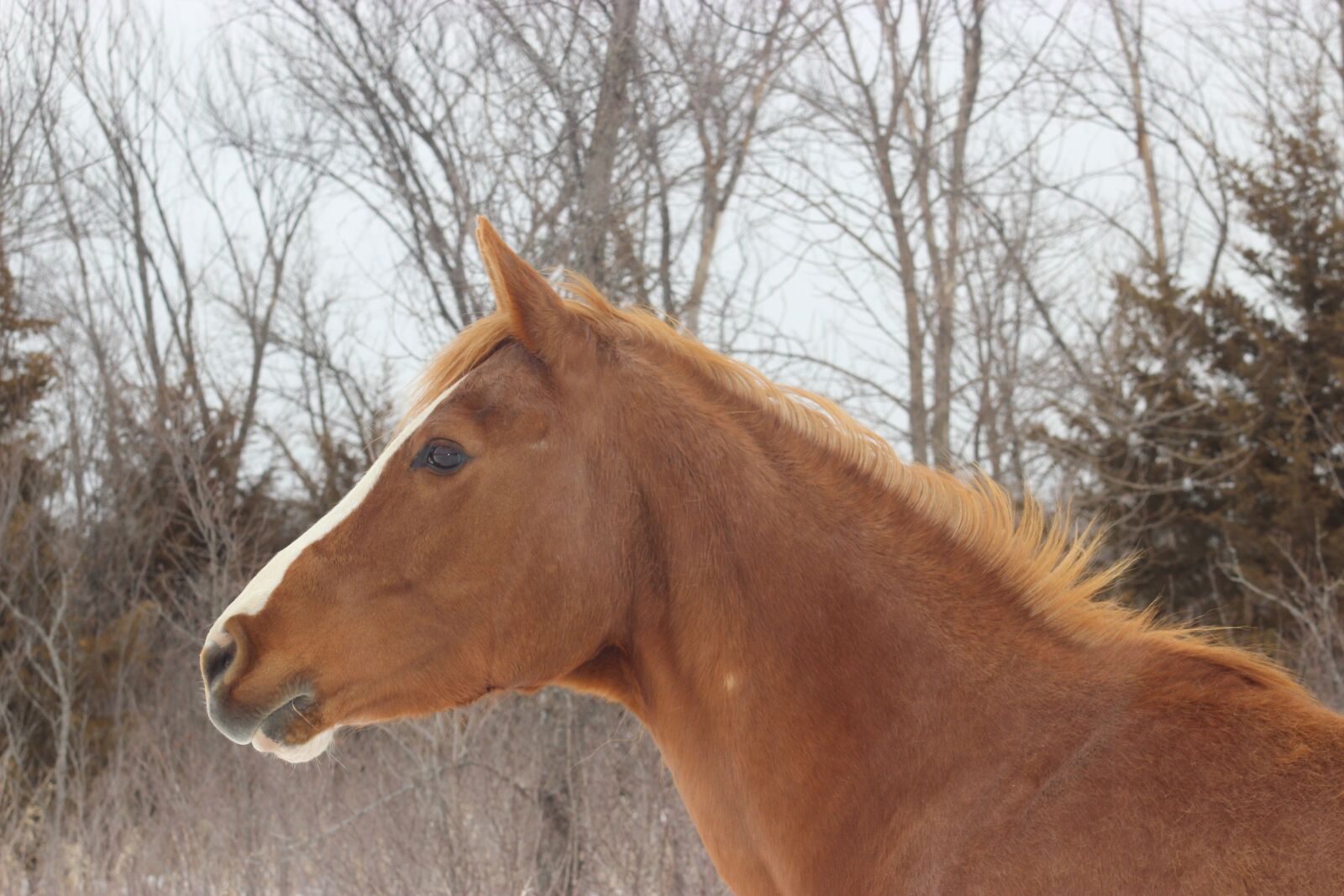 Canon EF 35-80mm F4.0-5.6 III sample photo. Horse, equine, animal photography