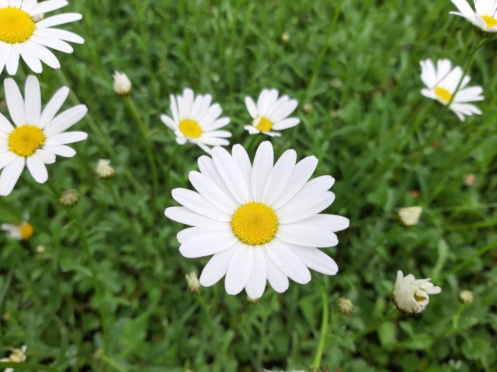 Samsung Galaxy A50 sample photo. Daisy, white, flowers photography