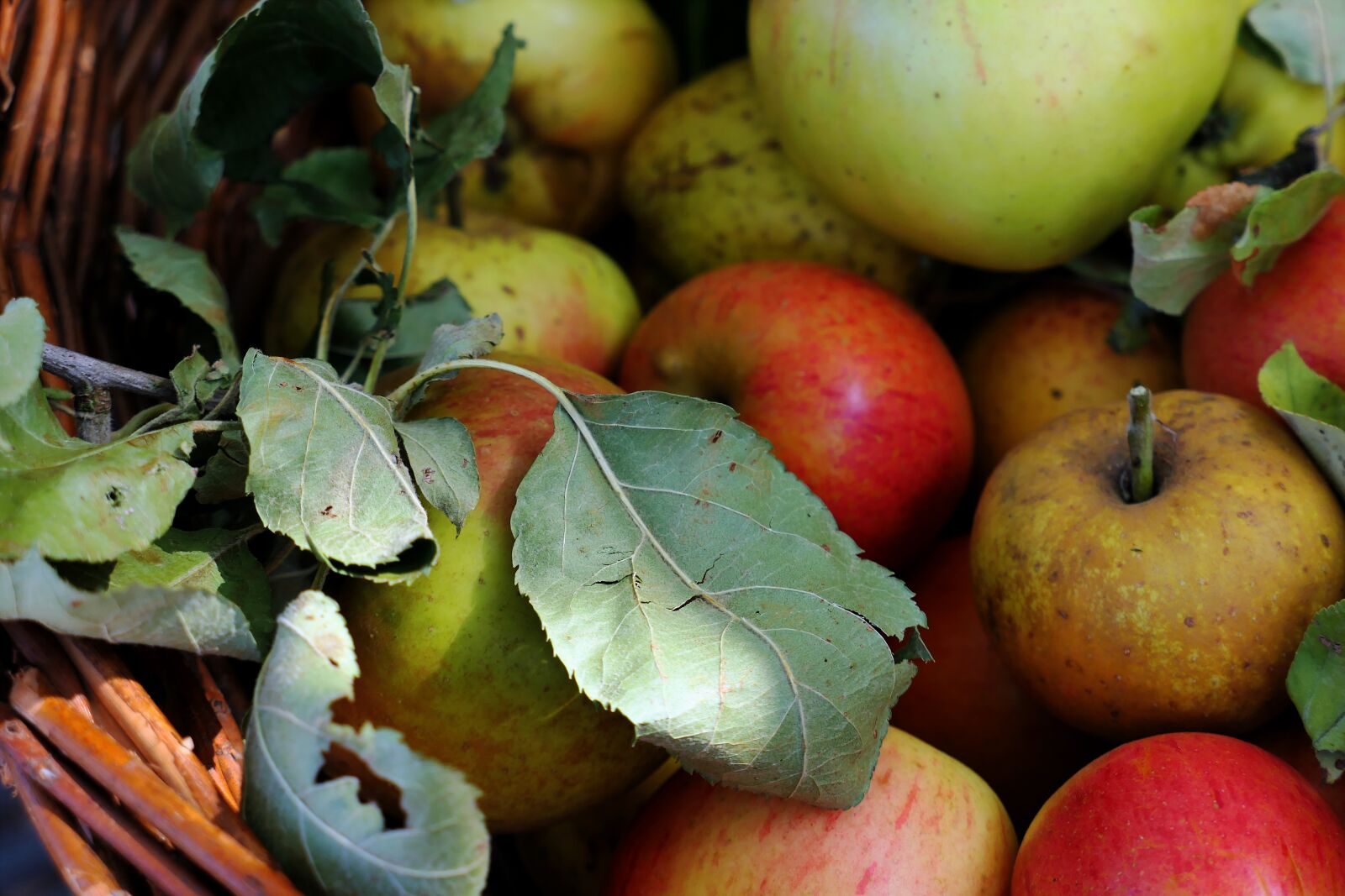 Panasonic Lumix DMC-LX10 (Lumix DMC-LX15) sample photo. Apple, apple juice, autumn photography