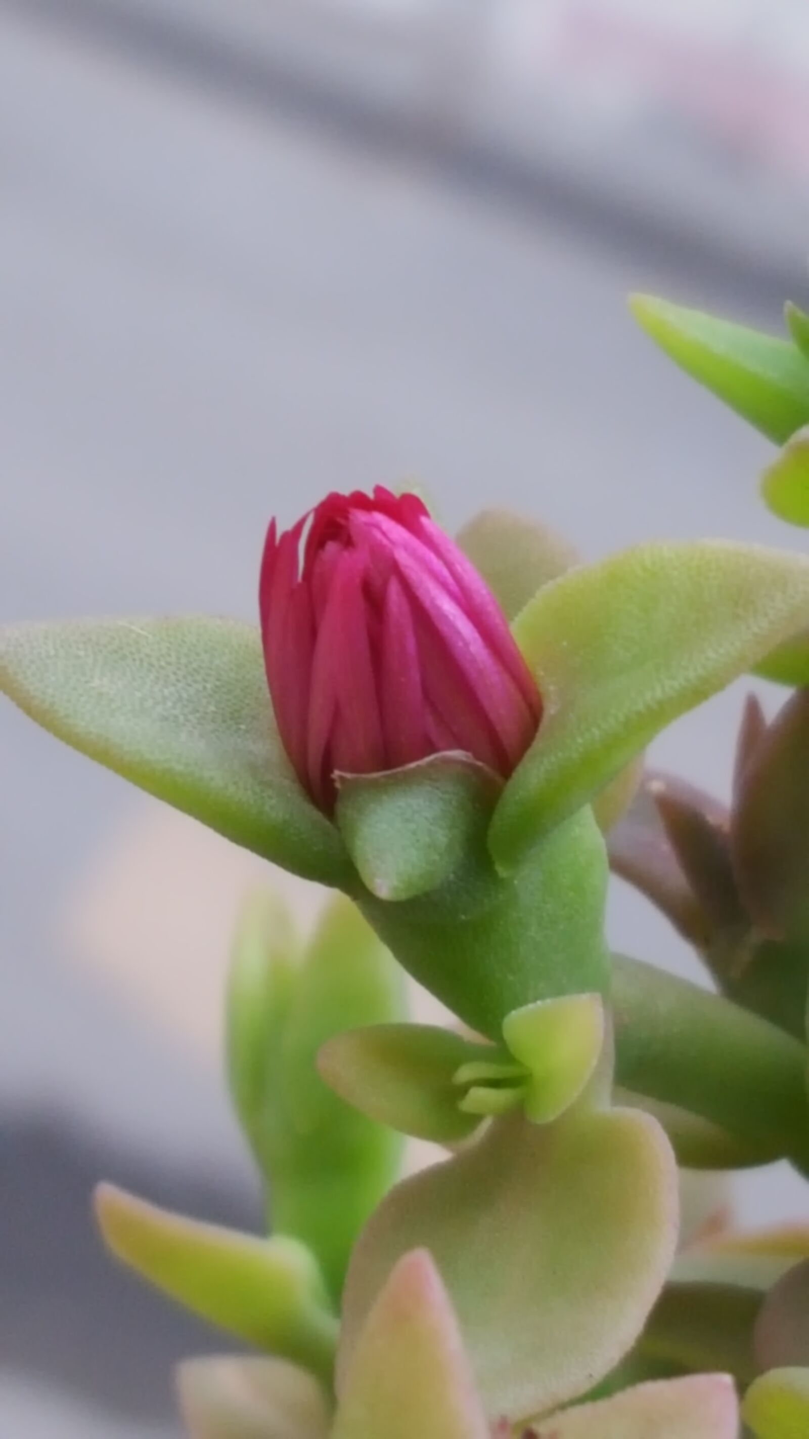 Samsung Galaxy S6 sample photo. Nature, no person, flower photography