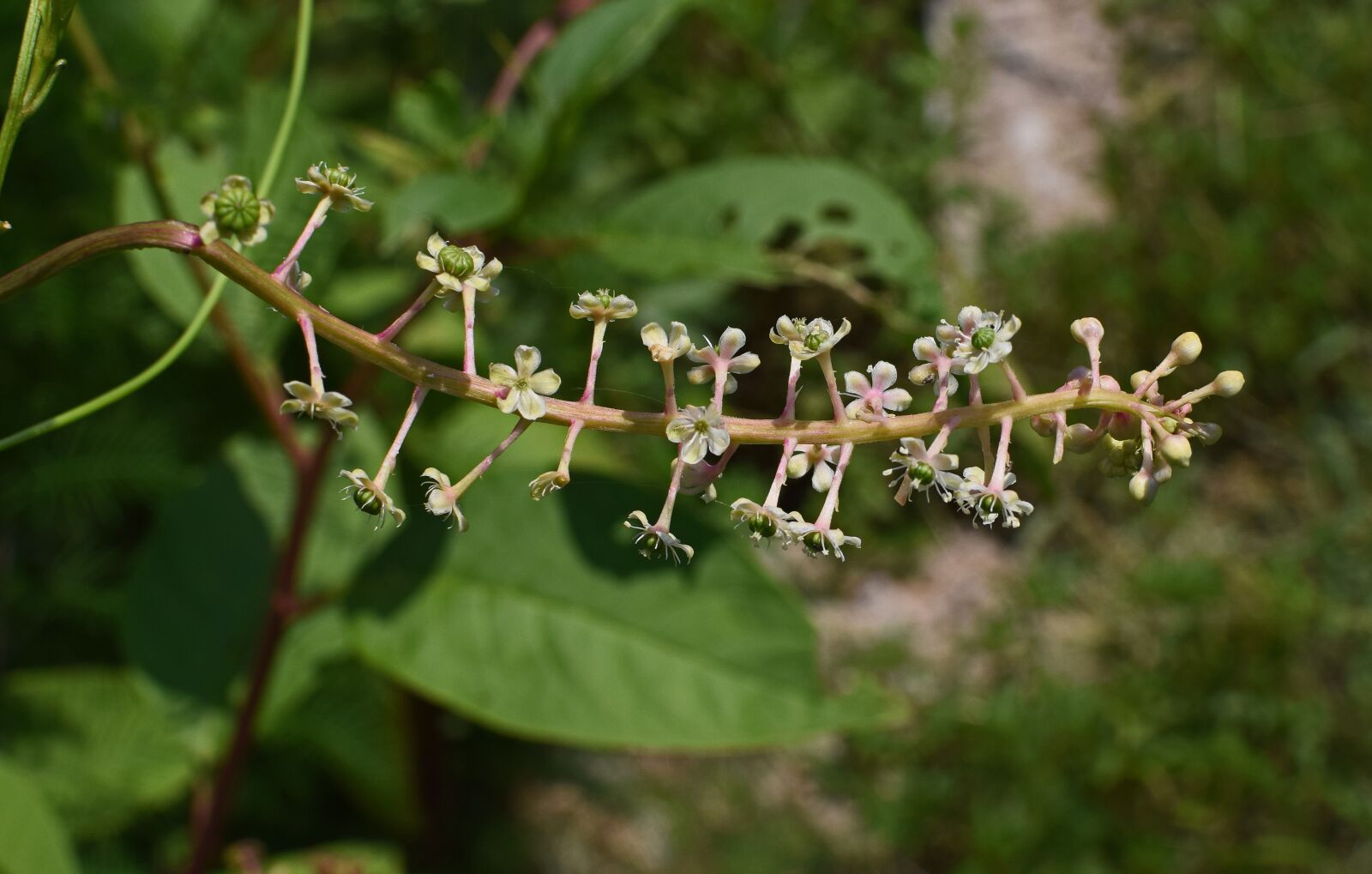Nikon D3300 sample photo. Pokeweed flowers, tiny, flower photography