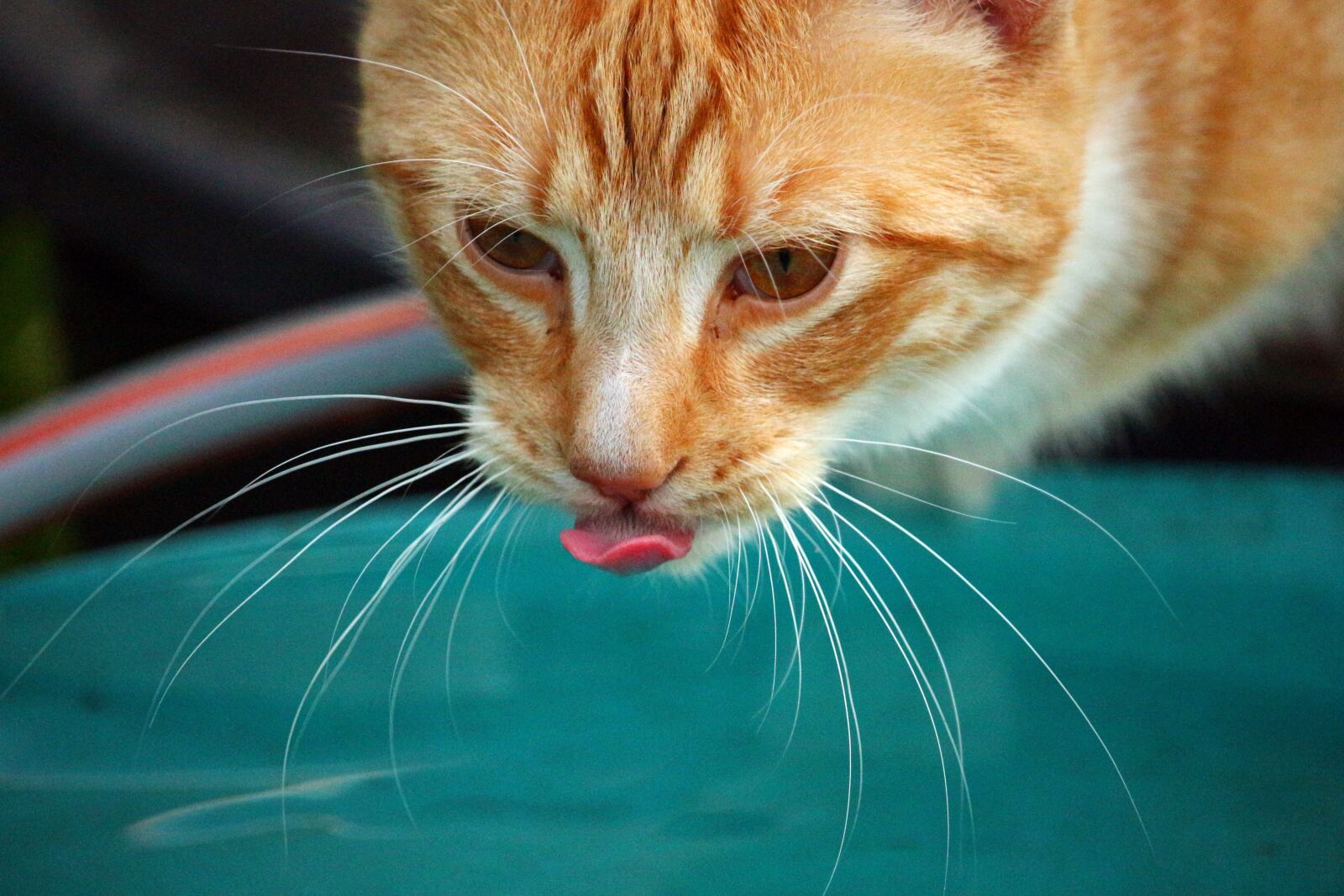 Canon EOS 100D (EOS Rebel SL1 / EOS Kiss X7) sample photo. Cat, kitten, mieze photography