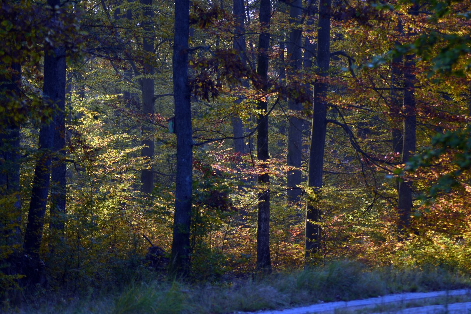 Nikon D3400 sample photo. Autumn, road, way photography