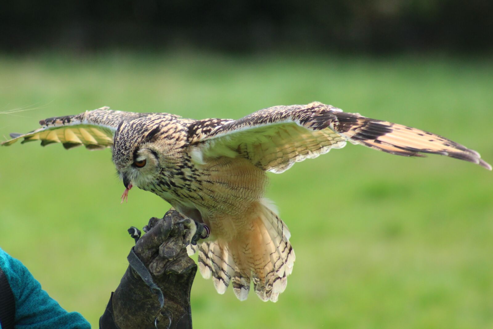 Canon EF 75-300mm f/4-5.6 USM sample photo. Owl, fly, bird photography