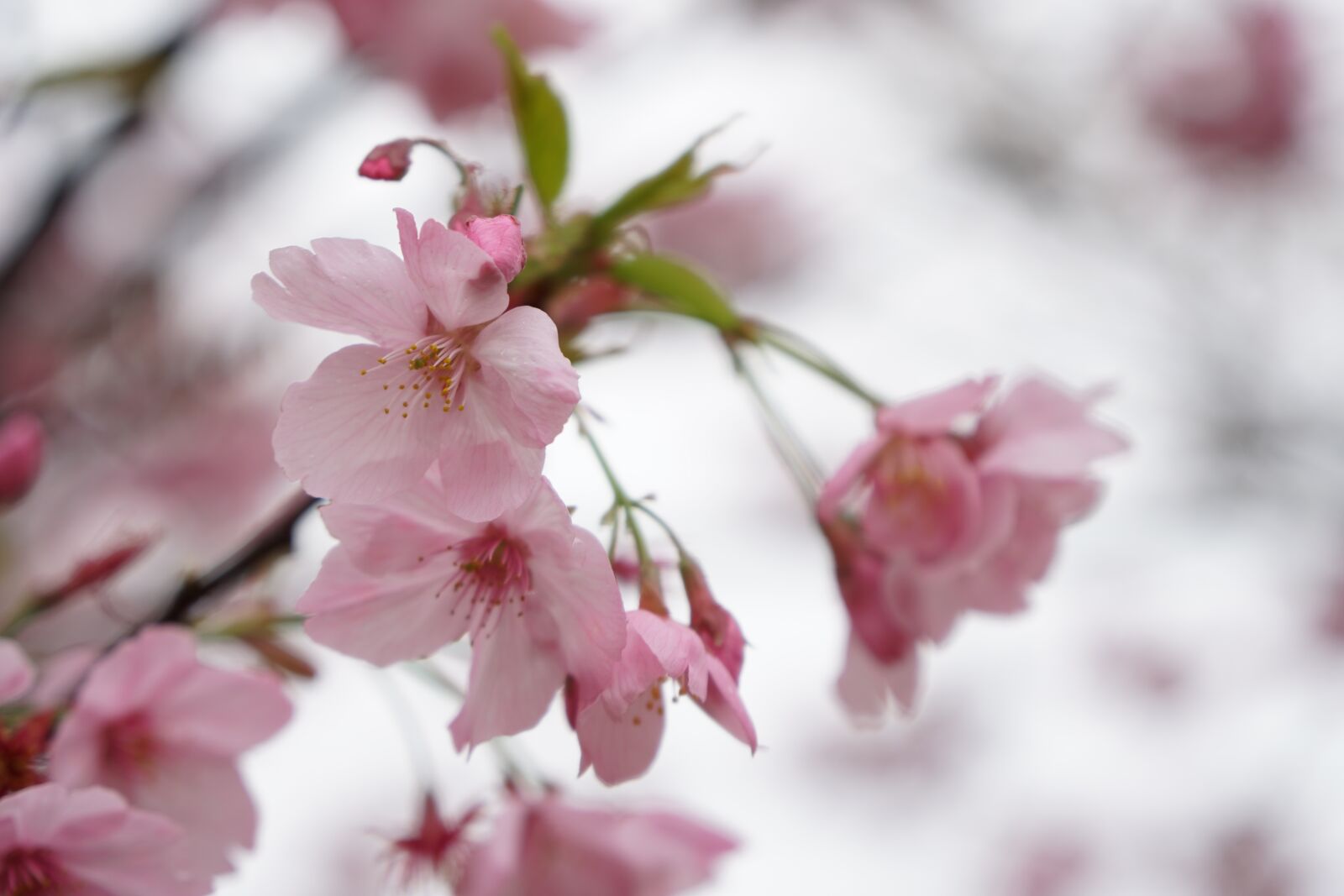 Sony a6500 + Sony Vario-Tessar T* E 16-70mm F4 ZA OSS sample photo. Wuhan, cherry blossom, pink photography