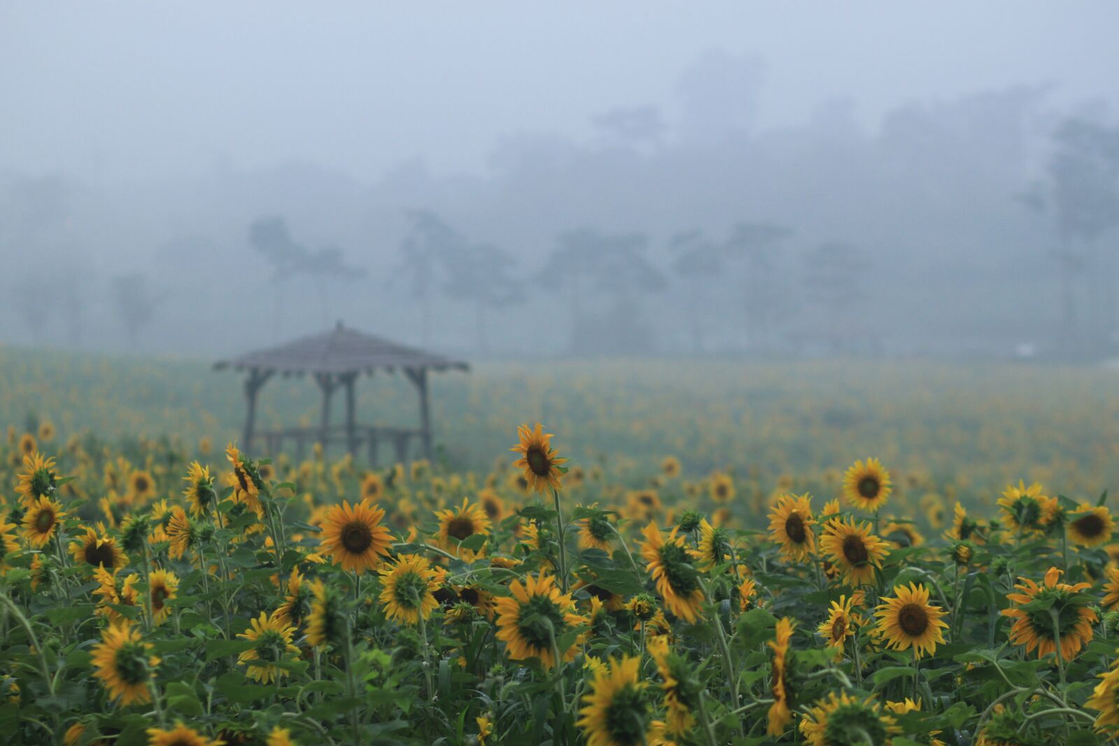 Canon EOS 500D (EOS Rebel T1i / EOS Kiss X3) sample photo. Sunflower, sunflower fields, nature photography