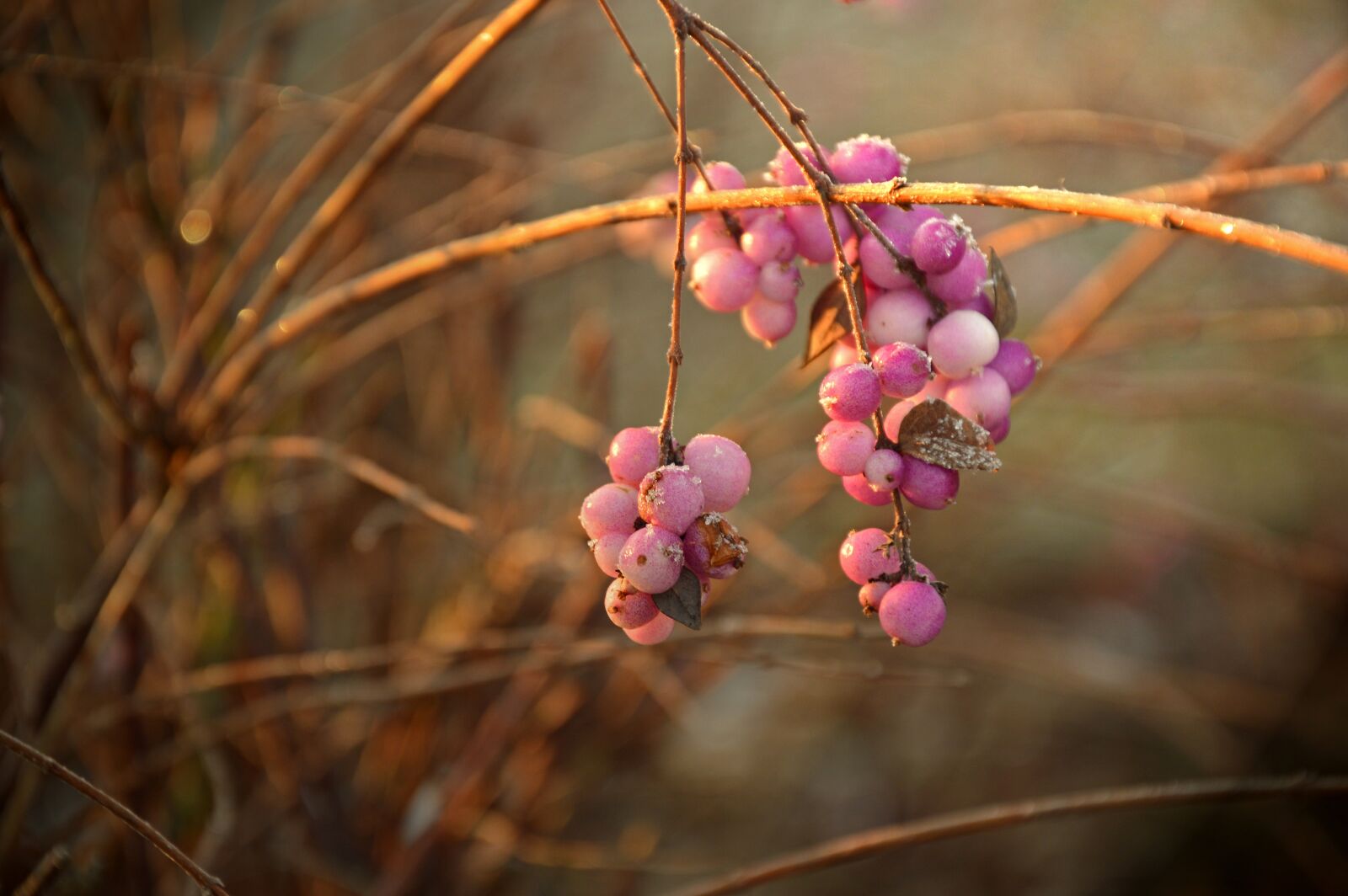 Nikon D3200 sample photo. Berries, fruits, infructescence photography