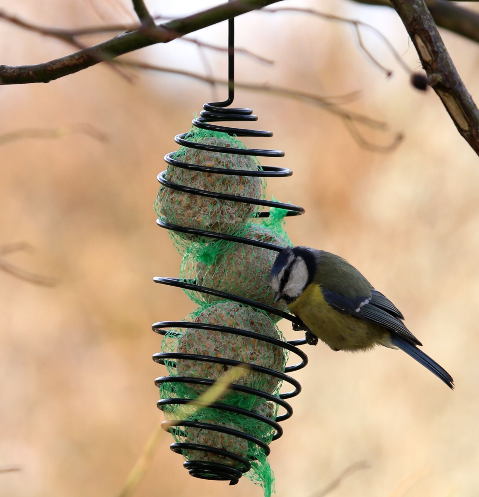Canon EOS 6D + Canon EF 100-400mm F4.5-5.6L IS USM sample photo. Blue tit, bird, wings photography