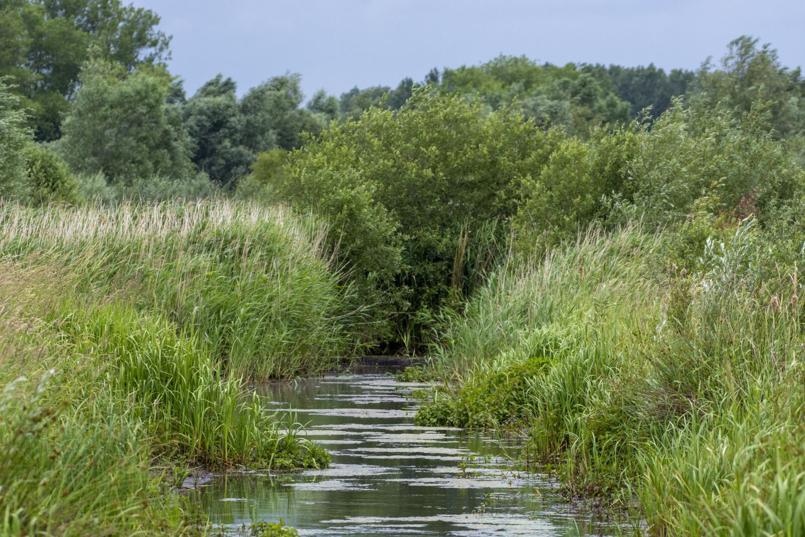 Nikon D7200 sample photo. Brook, green, nature photography