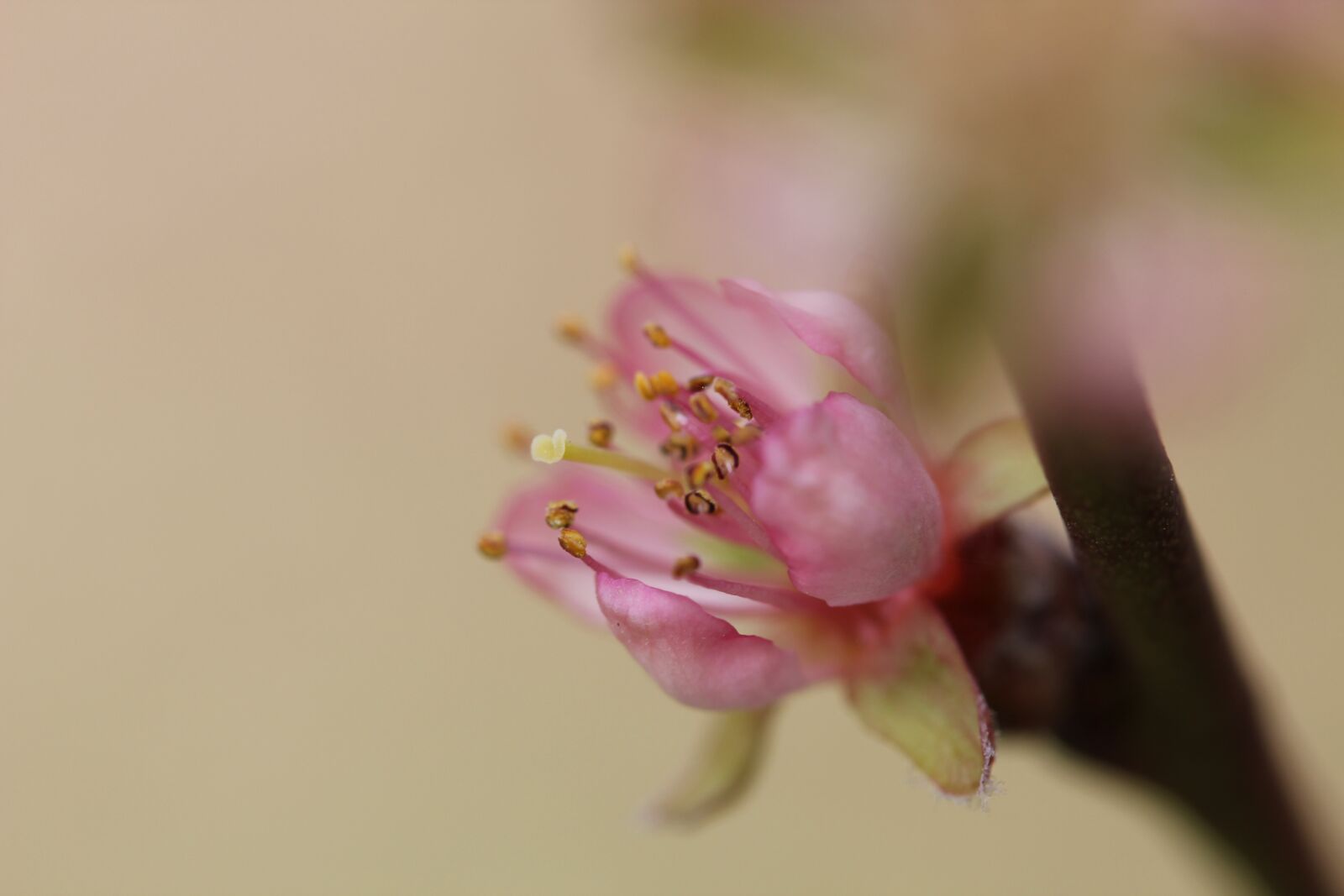 Canon EOS 550D (EOS Rebel T2i / EOS Kiss X4) sample photo. Blossom, bloom, garden photography
