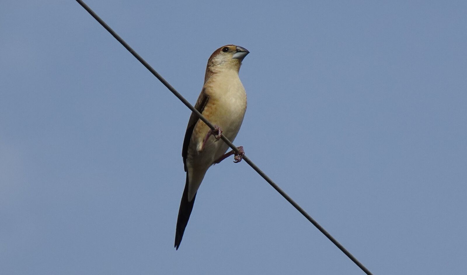 Sony DSC-WX800 sample photo. Bird, indian silverbill, white-throated photography
