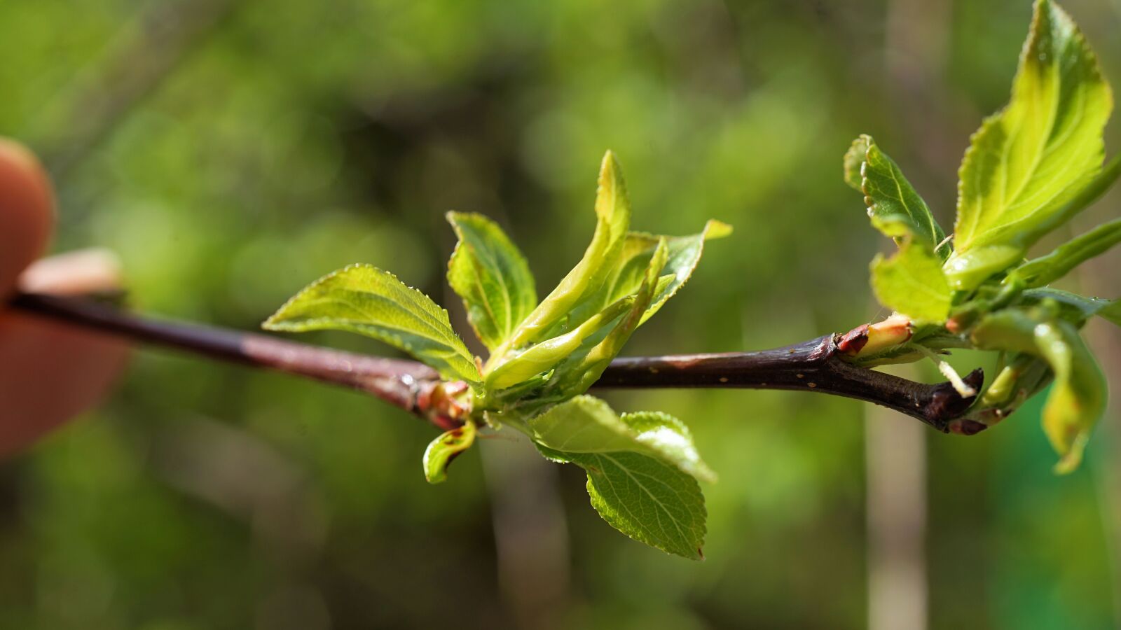 Sony a7 II + Sony FE 50mm F2.8 Macro sample photo. Leaf, spring, green photography