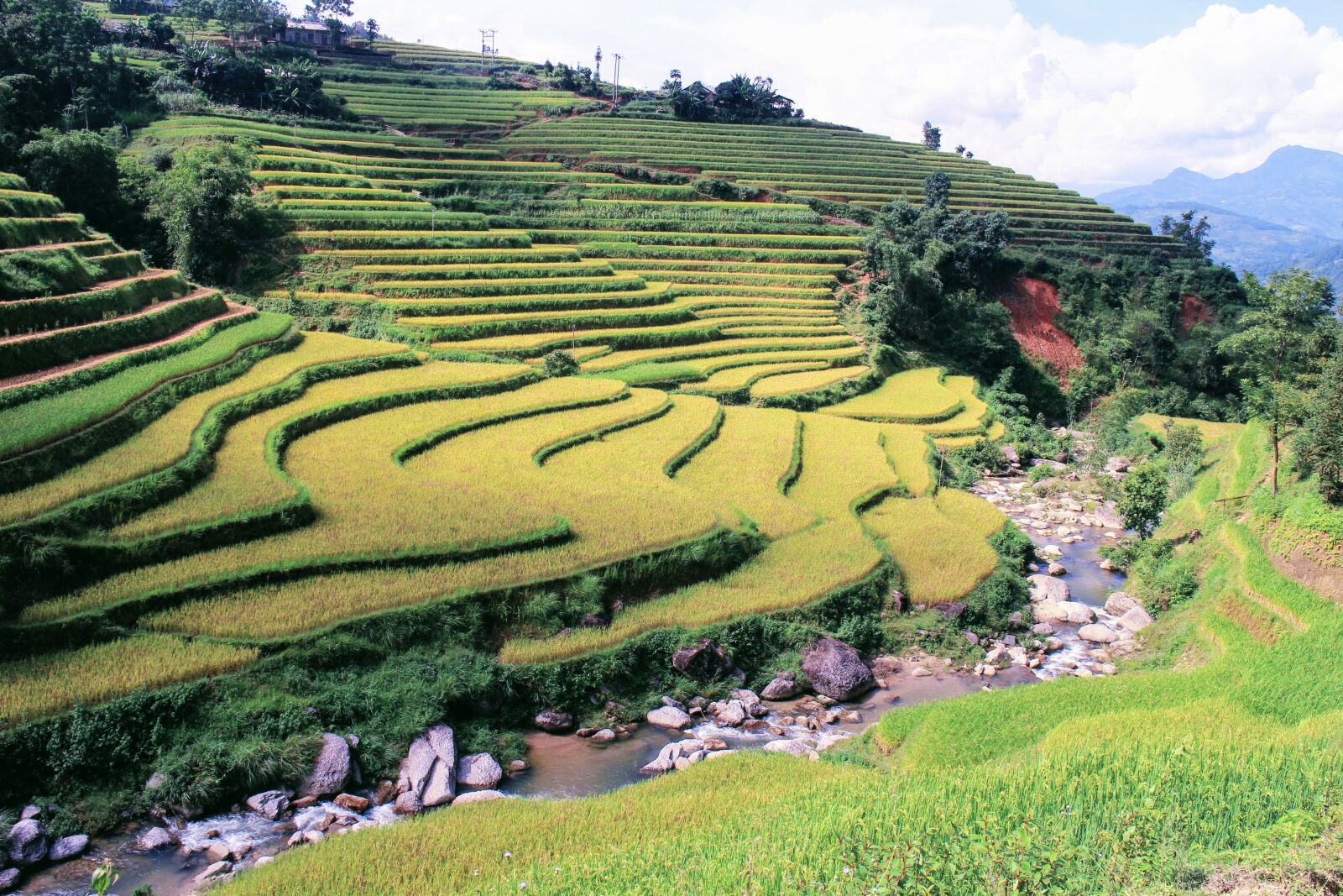 Canon EOS M sample photo. Nature, vietnam, rice photography