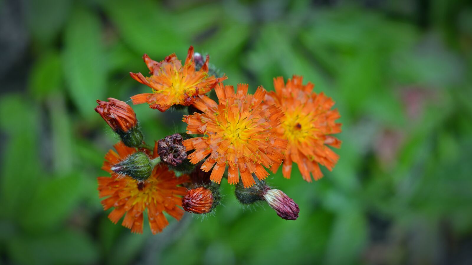 Nikon D5200 sample photo. Orangrotes hawkweed, hieracium aurantiacum photography