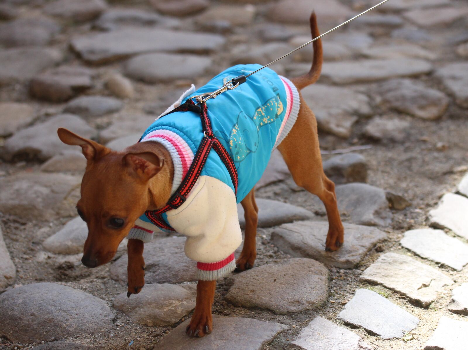 Canon EF-S 60mm F2.8 Macro USM sample photo. Dog, clothing, fashion photography