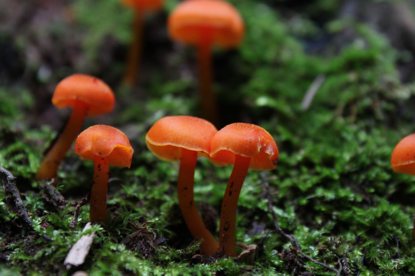 Canon EOS 500D (EOS Rebel T1i / EOS Kiss X3) sample photo. Mushrooms, foam, lichen photography