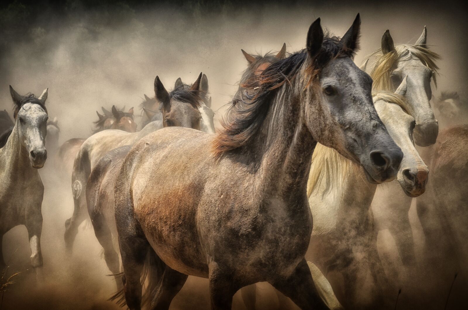 Nikon D7000 sample photo. Horses, animals, nature photography