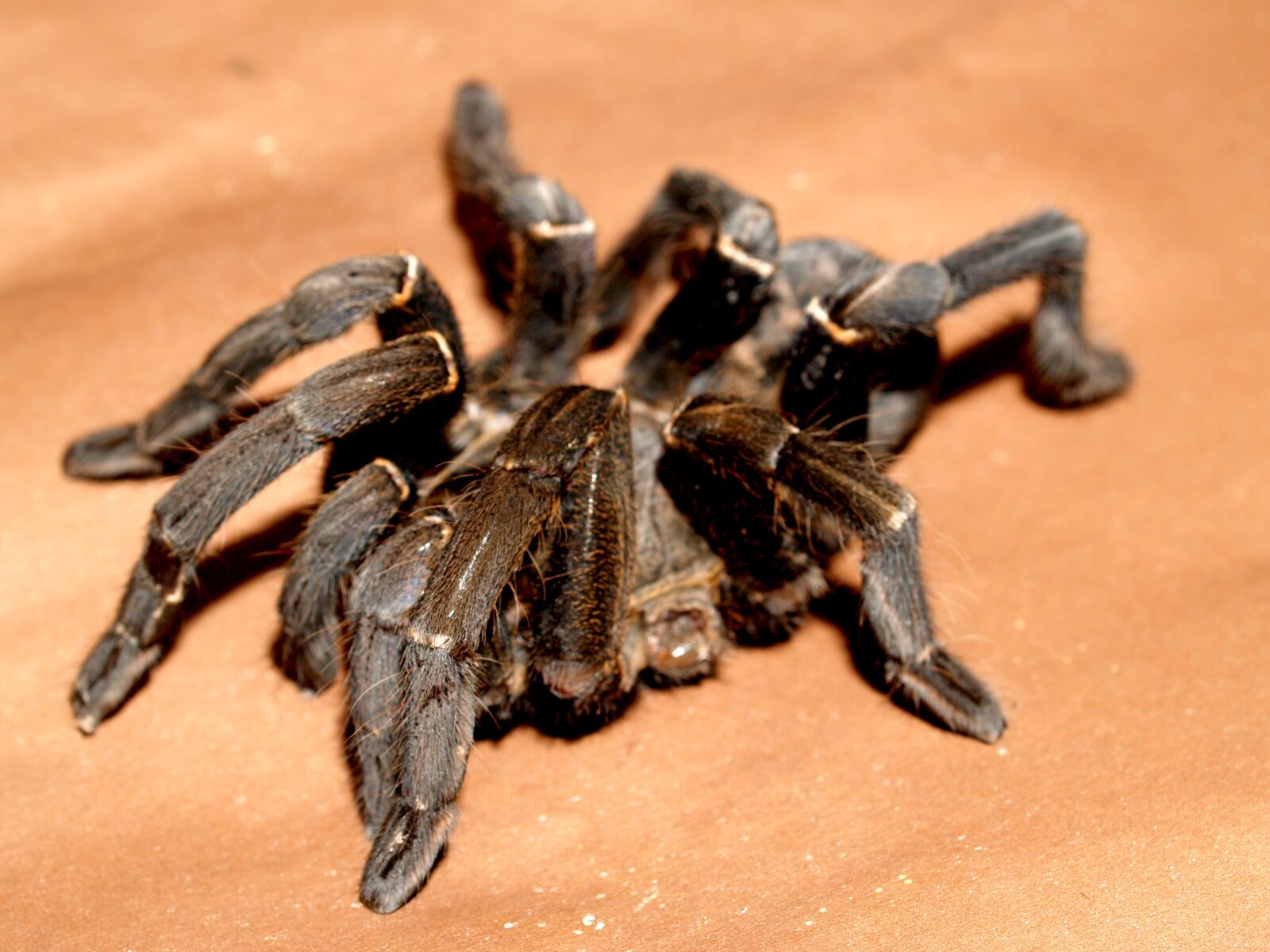 Olympus E-300 (EVOLT E-300) sample photo. Spider, tarantula, arthropod photography