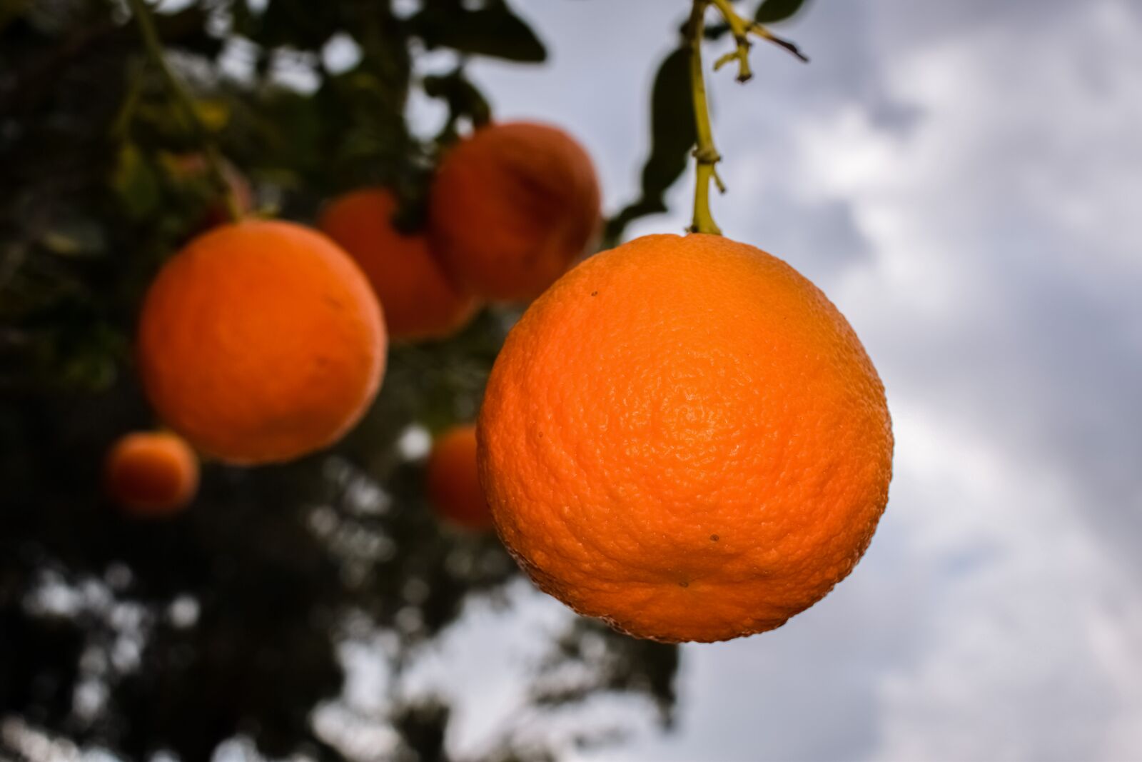 Nikon D3300 sample photo. Orange, fruit, healthy photography
