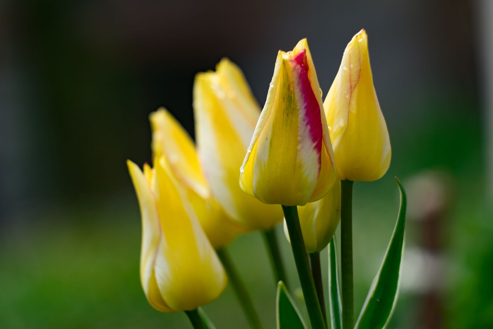 Fujifilm XF 55-200mm F3.5-4.8 R LM OIS sample photo. Tulip, flower, garden photography