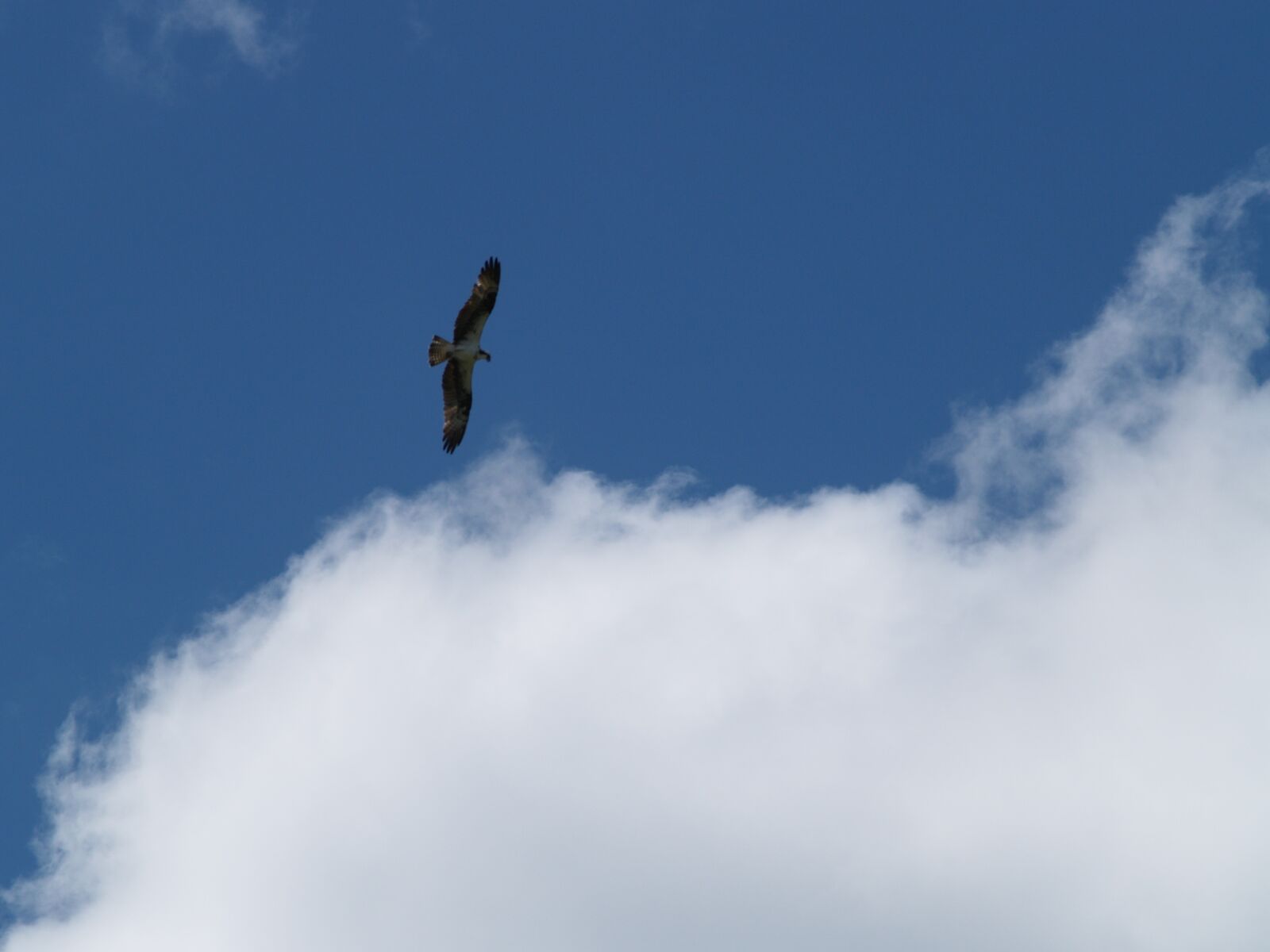 Olympus E-500 (EVOLT E-500) sample photo. Birds, flying, osprey photography