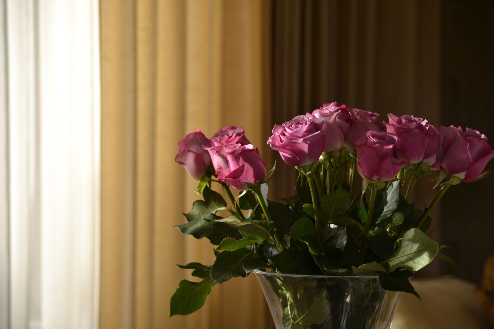 Nikon D3100 sample photo. Roses, flowers, nature photography