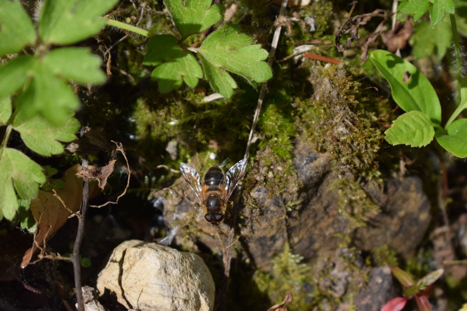 Nikon D3300 sample photo. Bee, insect, wings photography