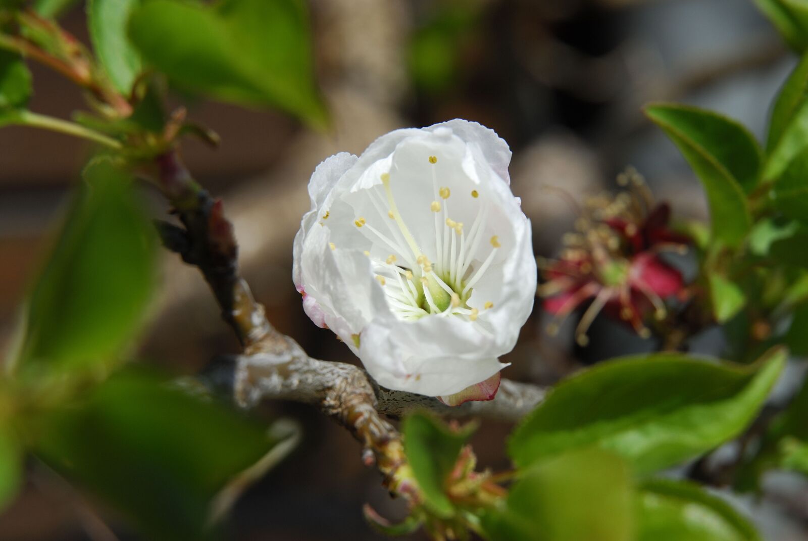 Nikon D200 sample photo. Apple blossom, spring, nature photography