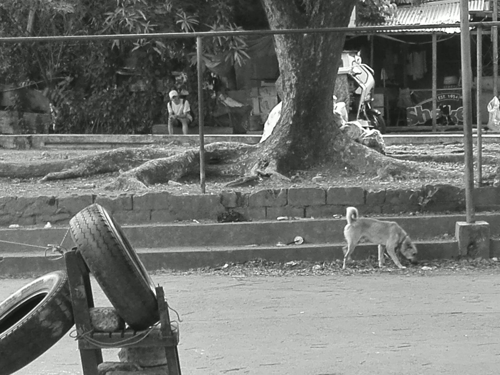HUAWEI Y6II sample photo. Dog, moment, streets photography