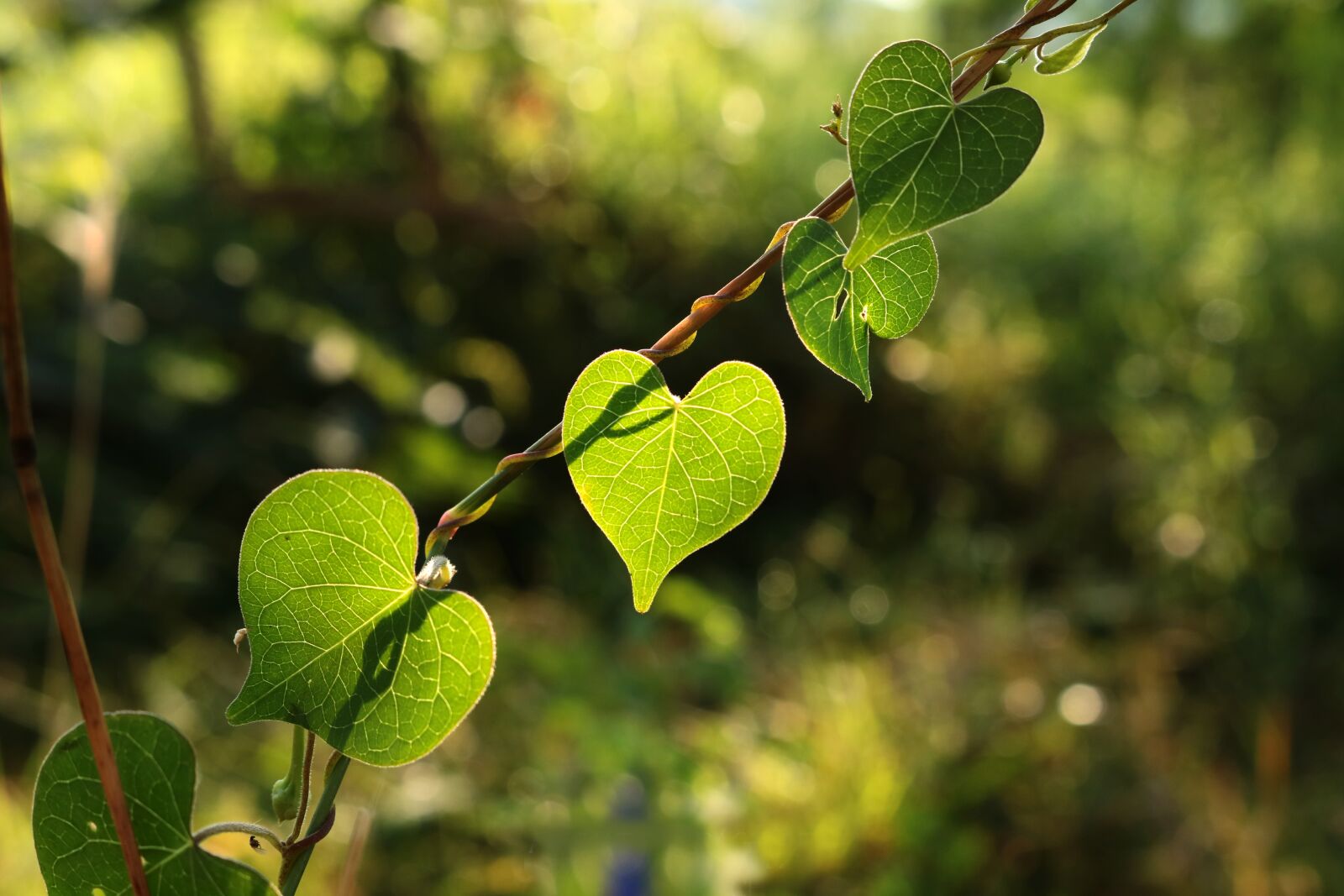 Canon EOS 750D (EOS Rebel T6i / EOS Kiss X8i) sample photo. Autumn leaves, lighting, green photography